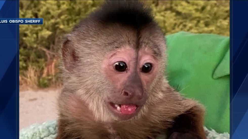 can a capuchin monkey kill you