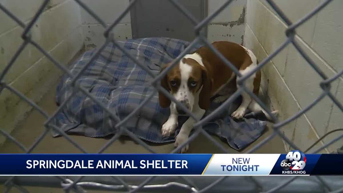 Springdale animal shelter decision delayed