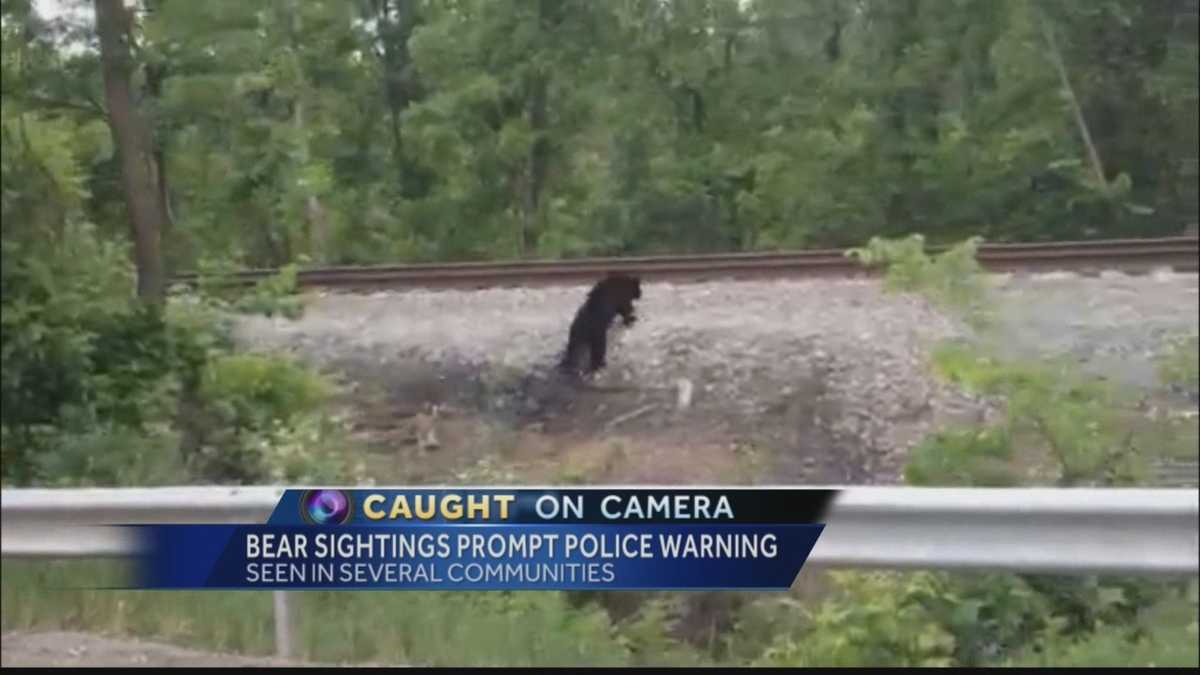 Multiple bear sighting reported in the region
