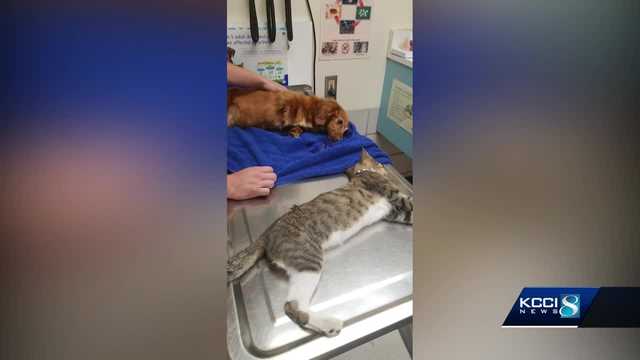 11-year-old suspected in injection deaths of 3 pets