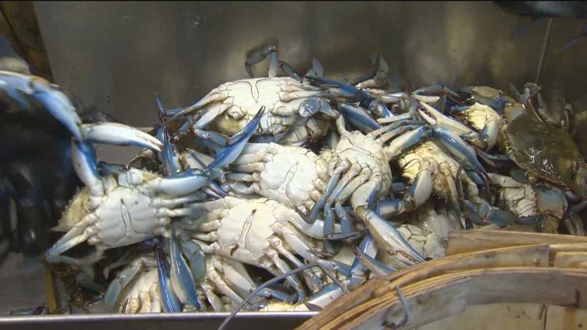 Maryland crab prices going up