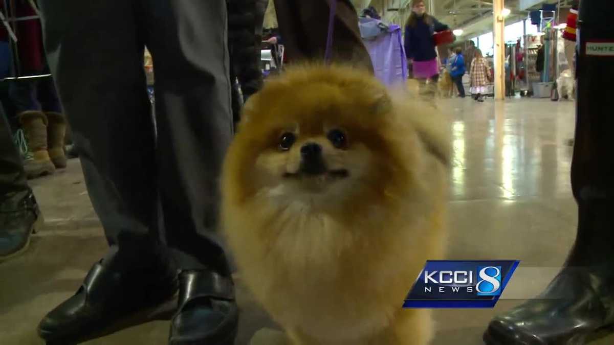Central Iowa Kennel Club Dog Show takes over fairgrounds