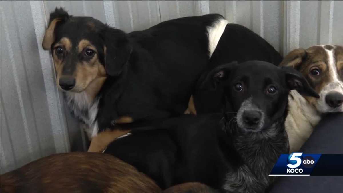 Oklahoma animal shelter asks for help fixing wind damage