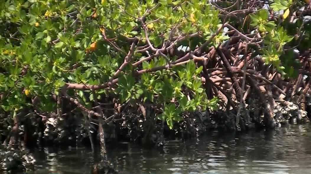 Restoration begins for eroded mangrove islands in Jupiter Narrows
