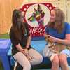 Pet of the Week: Take a look at the dogs available for adoption at Renegade Paws Rescue
