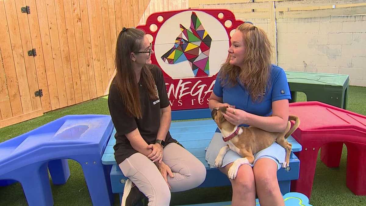 Pet of the Week: Take a look at the dogs available for adoption at Renegade Paws Rescue