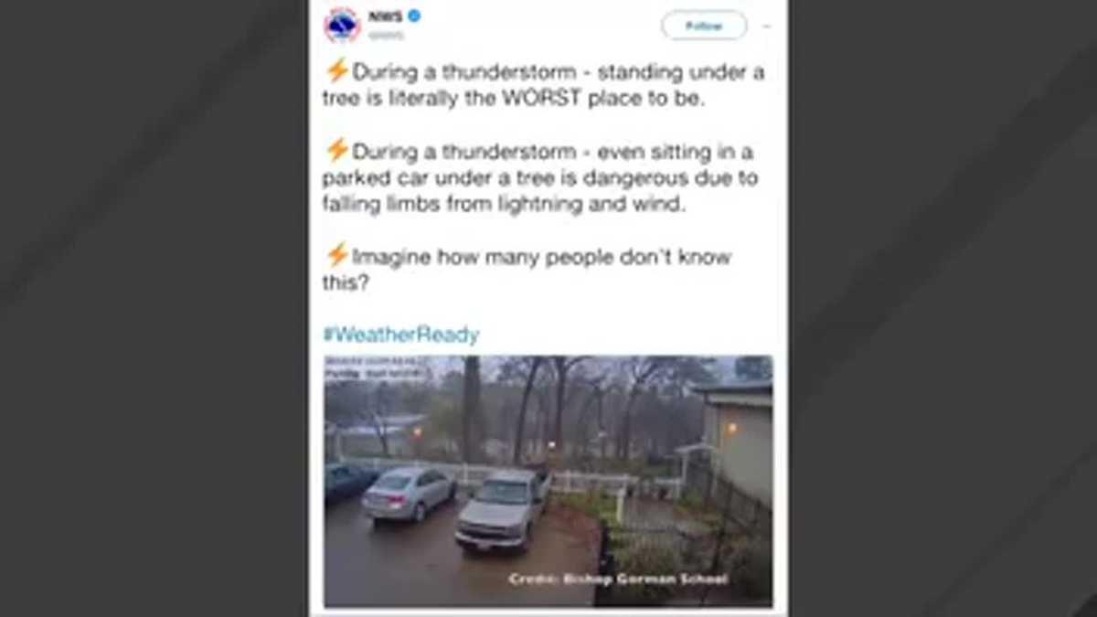 Viral video shows why you should never stand under a tree during a thunderstorm