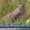 Ripon city council to revise feral cat feeding ban