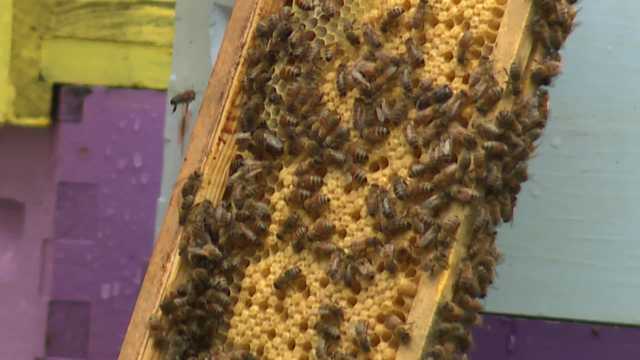 Cape Gold in Cape Elizabeth: All-natural honey products - Vimarsana News