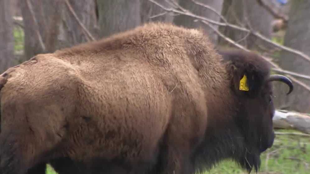 Ponca Tribe of Nebraska's efforts to bring buffalo back to the plains - Vimarsana News