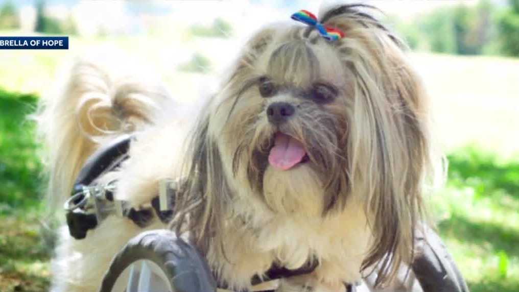 Dog missing front legs seeks forever home