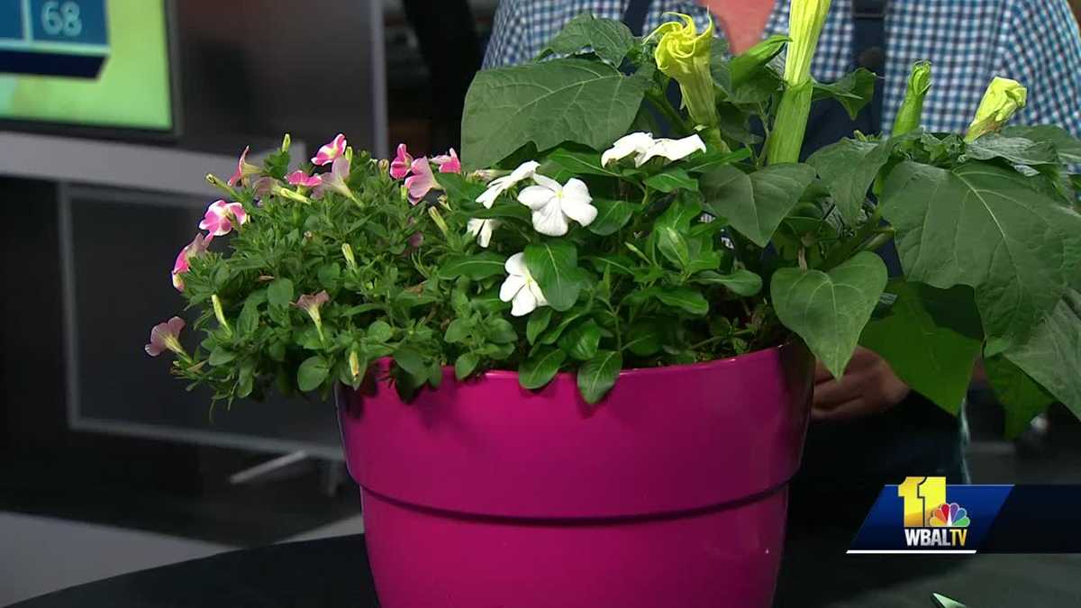 Plant Questions How to prevent cilantro from dying