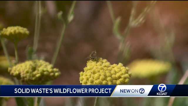 A look at Albuquerque Solid Waste's Wildflower Project - Vimarsana News