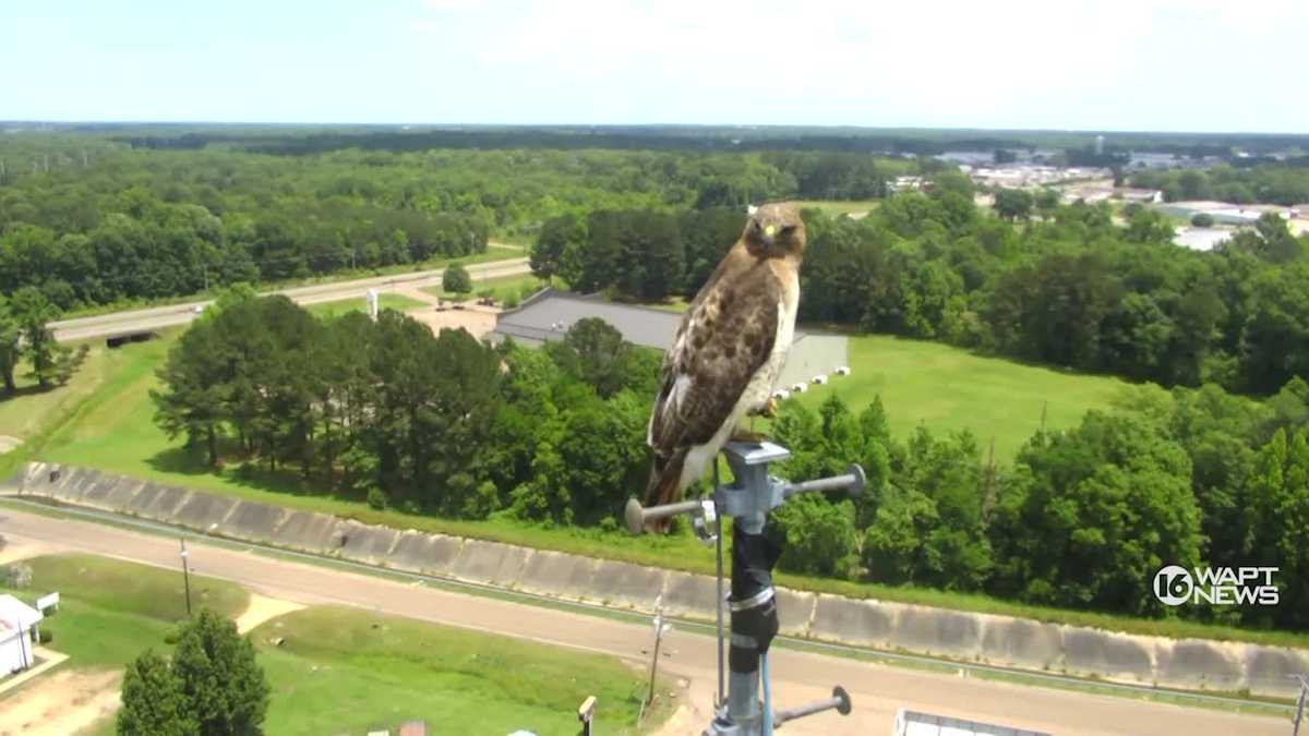 Hawk takes up roost in front of skycam in Pearl