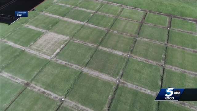 Chiefs, Eagles go head-to-head on turf made by OSU researchers - Vimarsana News