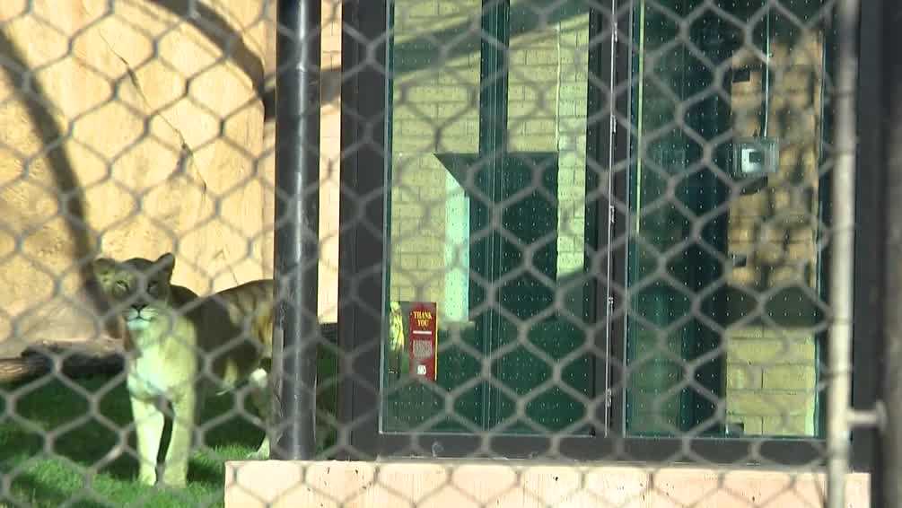 Bigger home for lions at Blank Park Zoo