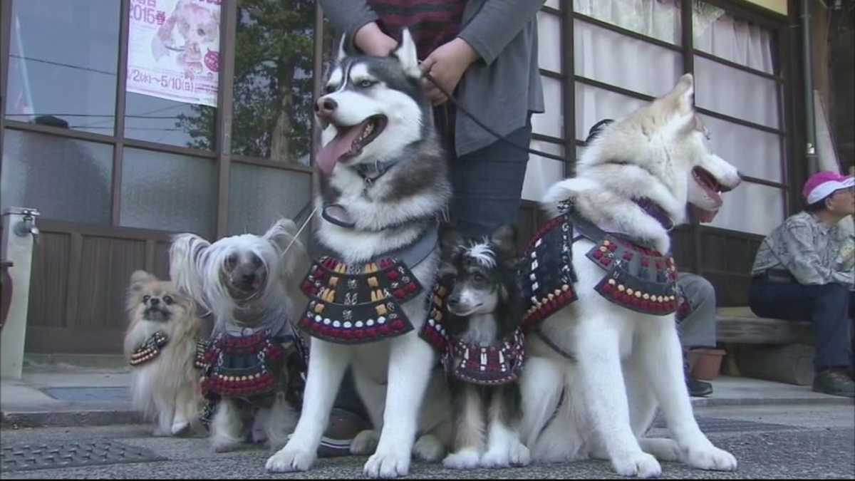 Animal Stories with Dan Green – Samurai Dogs