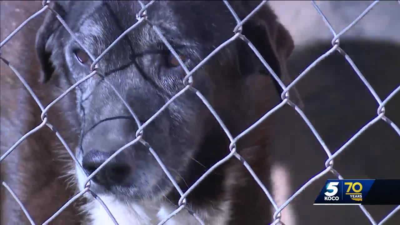 Oklahoma animal sanctuary hosts art auction to raise funds - Vimarsana News