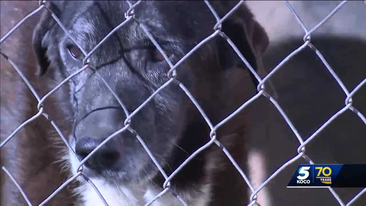 Oklahoma animal sanctuary hosts art auction to raise funds - KOCO