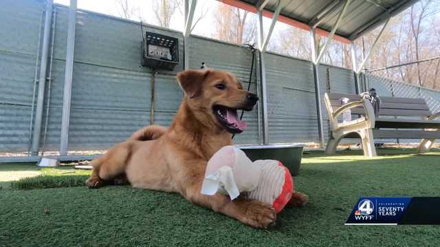 North Carolina: Dogs from South Korean meat farm - Vimarsana News