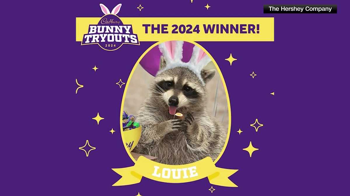 Hershey's 2024 Cadbury Bunny is a Florida raccoon named Louie