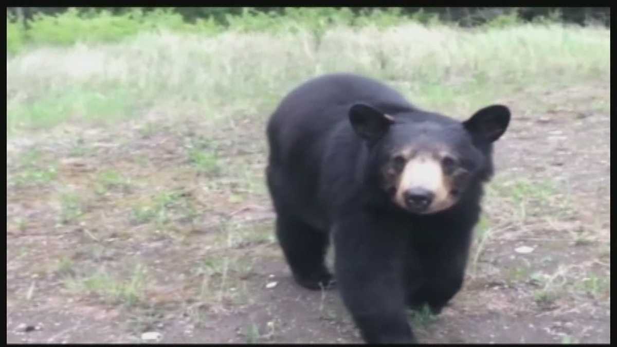 Bear sighting in central Mississippi