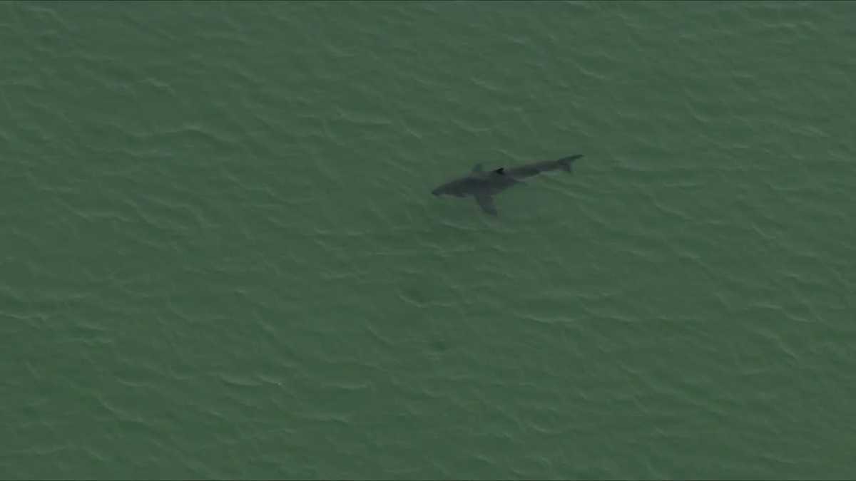 North Shore beach boosts shark monitoring after 2024 sightings
