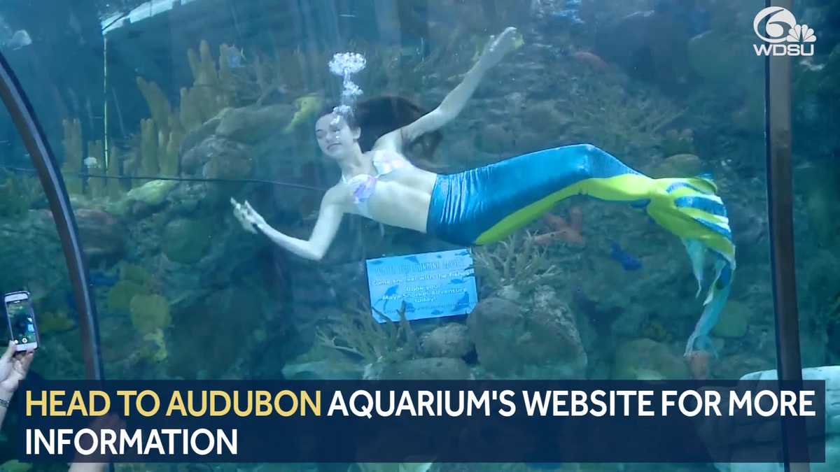 Mermaids return to Audubon Aquarium