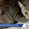 Iowa tow truck driver who helped save stray kitten from car grille adopts her