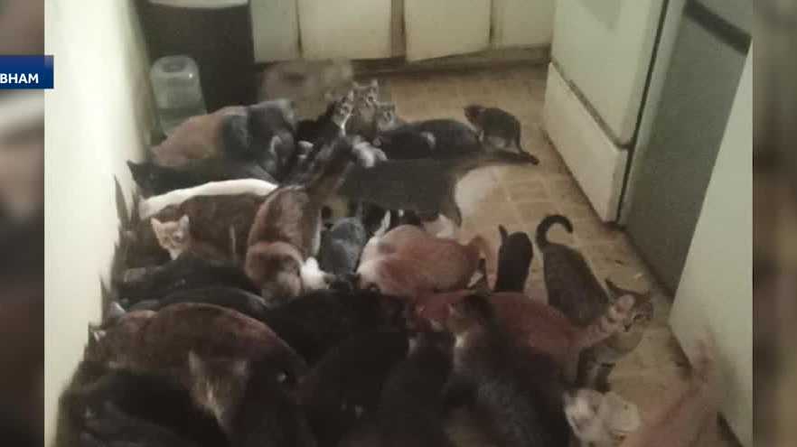 Alabama rescue strained after intake of nearly 100 cats from single property