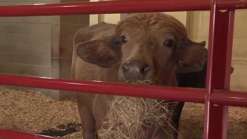 Home sweet home: Phill the water buffalo settles into his new home at the Iowa Farm Sanctuary