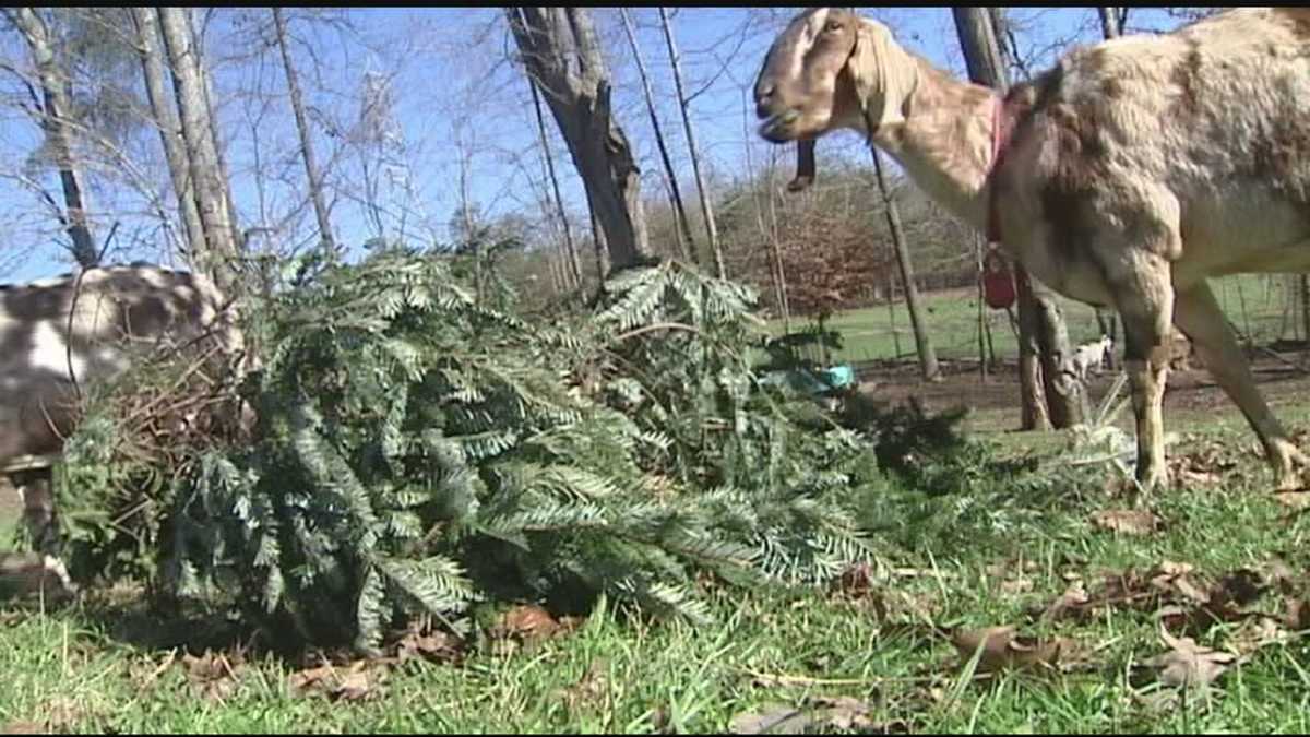 Feeding goats with discarded Christmas Trees