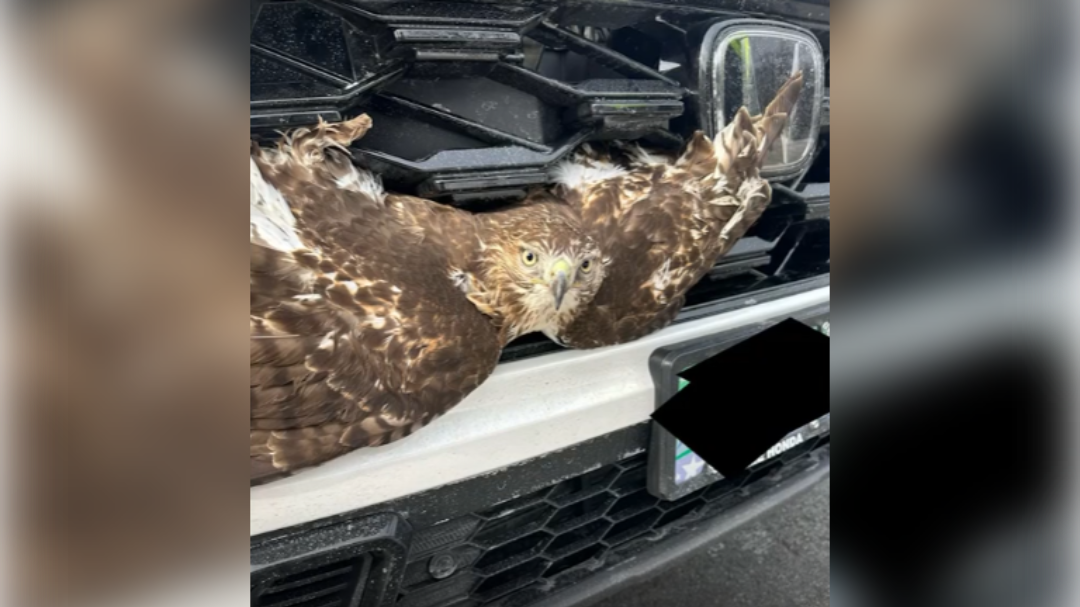 Hawk Rescued From SUV Grill in Chelmsford