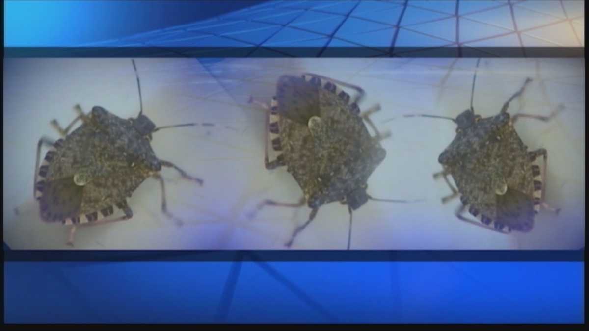 Winter putting chill on stink bug population? Not so fast