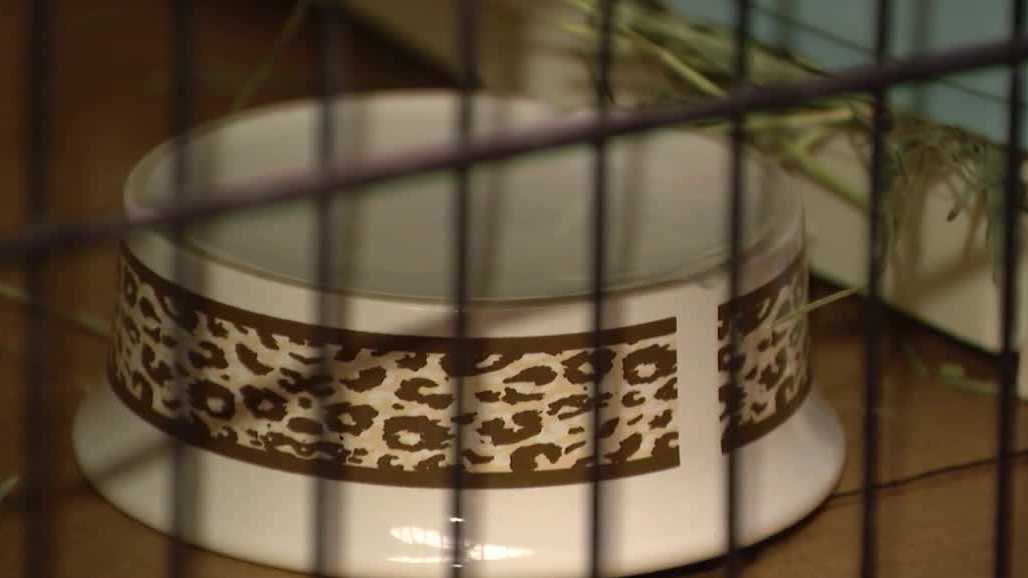 Woman faces 168 charges after officials seize animals from home
