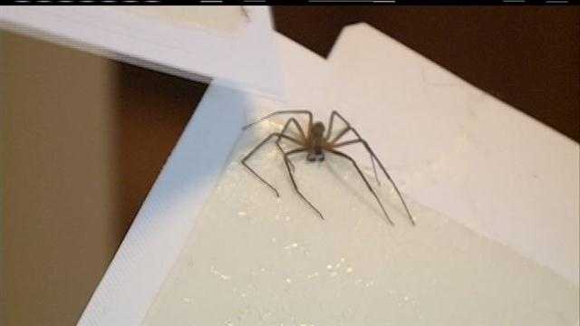Venomous spiders invade man's apartment