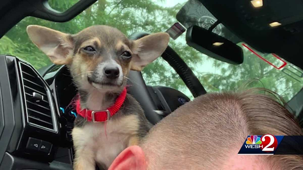 Woman arrested, accused of leaving puppy in hot car