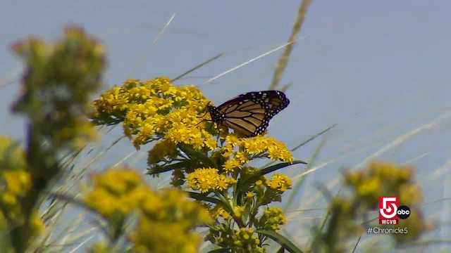 New England residents and nonprofits work to save threatened species - Vimarsana News