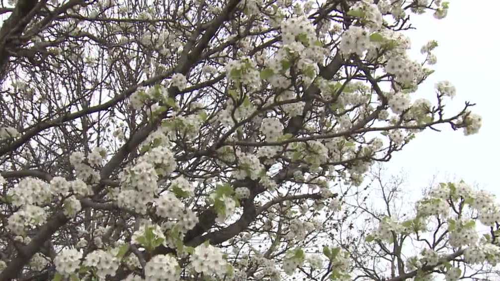 Climate change is impacting pollen season in Wisconsin