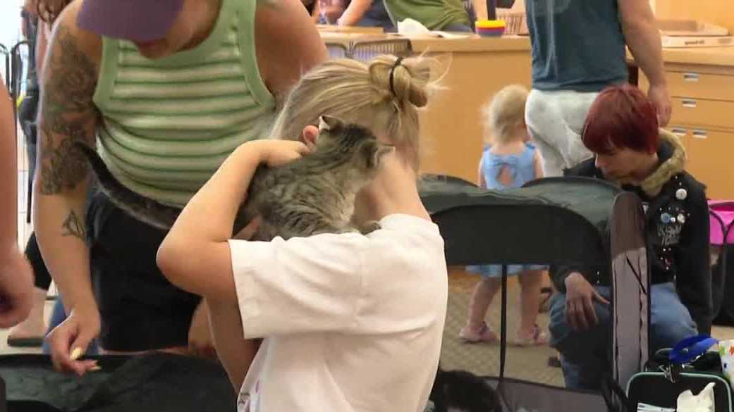 Muddy Paws hosts kitten shower to help cats find forever homes