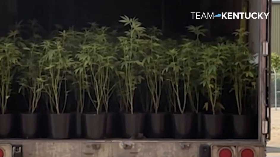 Medical marijuana is officially growing in Kentucky