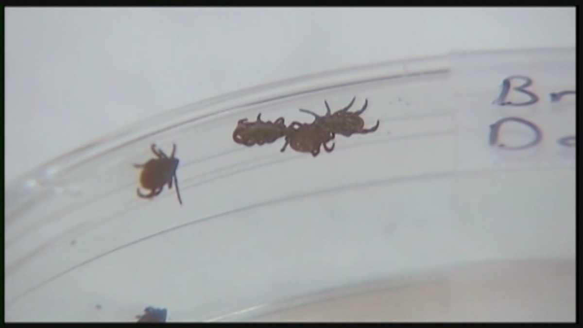 Officials Urge Awareness For Tick Borne Illness Awareness