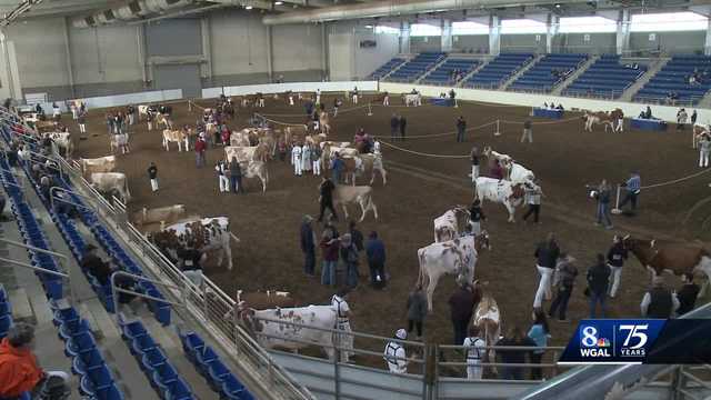 Dairy farmers compete for cow presentation - Vimarsana News