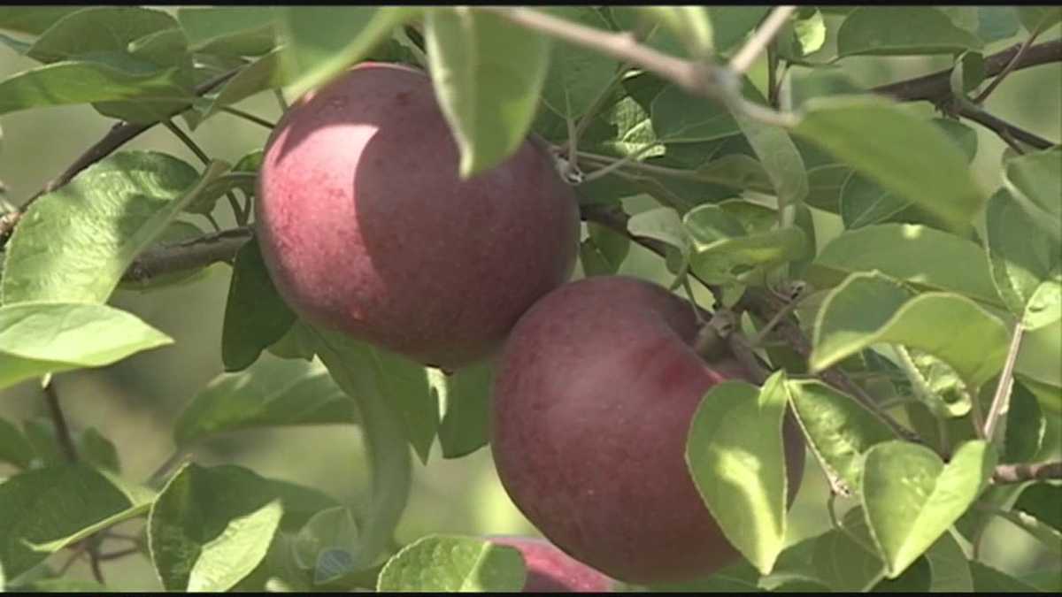 Smaller crop doesn't stop pickers