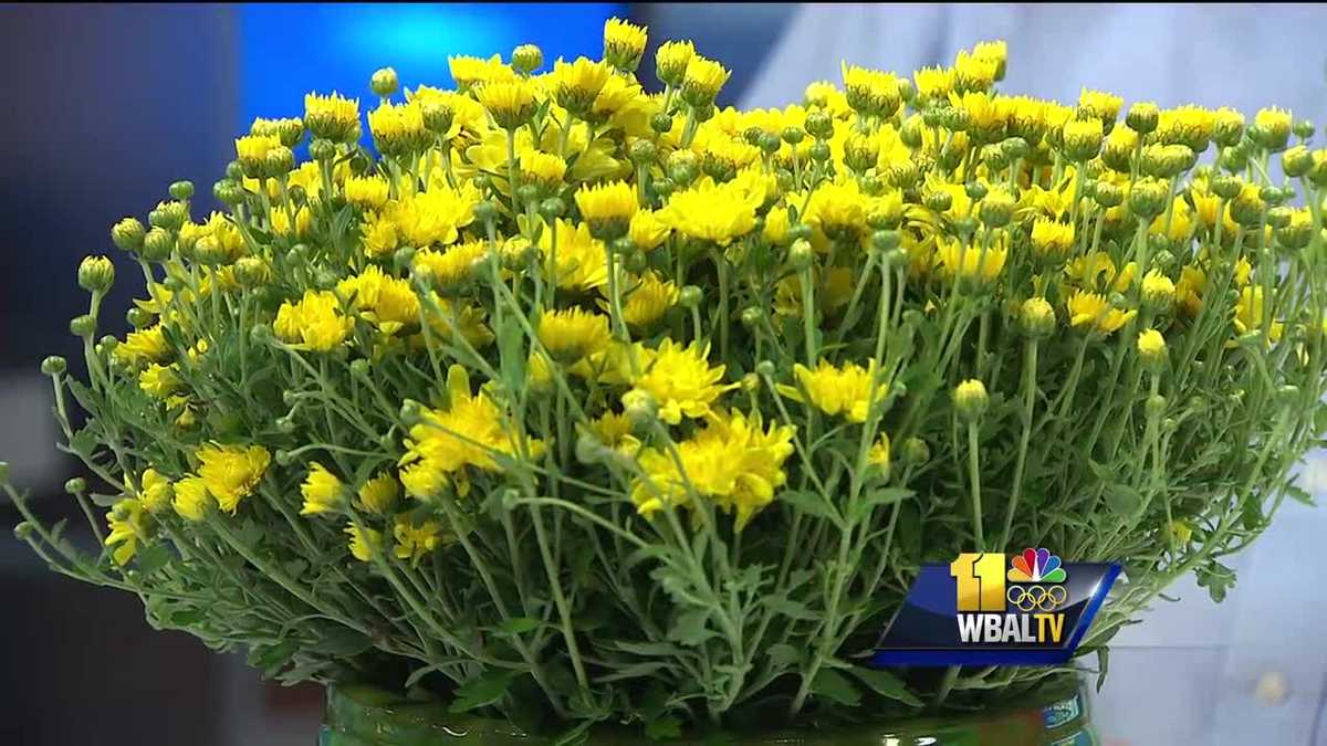 Video Plant questions When to plant bulbs