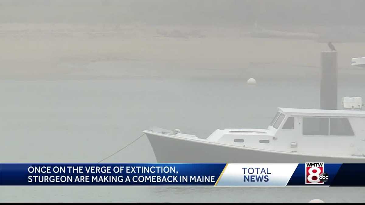 Sturgeon make a comeback in Maine