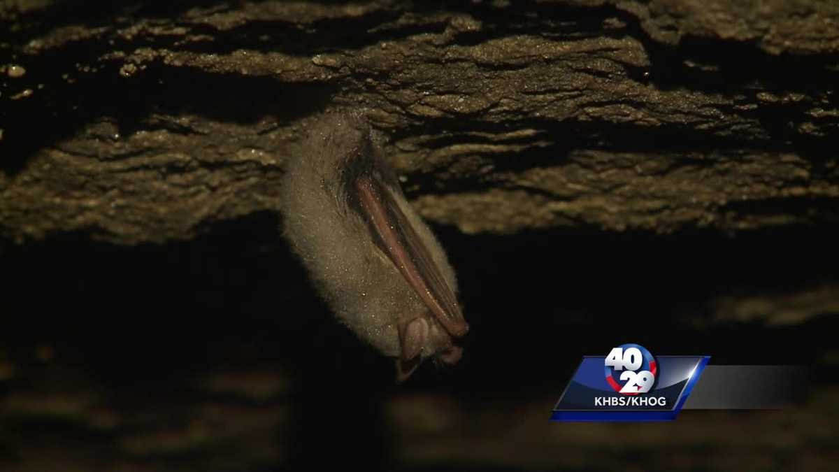Group buys land to protect Arkansas bats