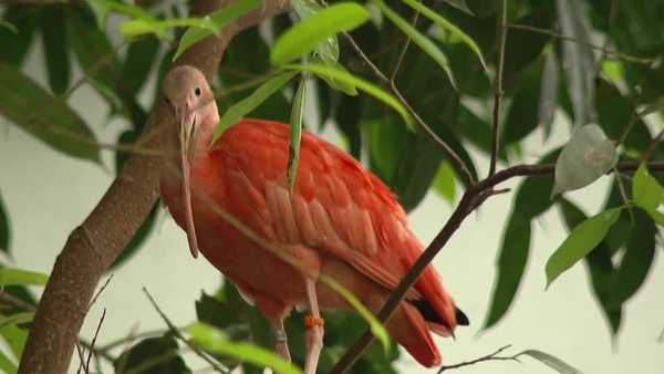 blank park zoo monitoring bird flu cases