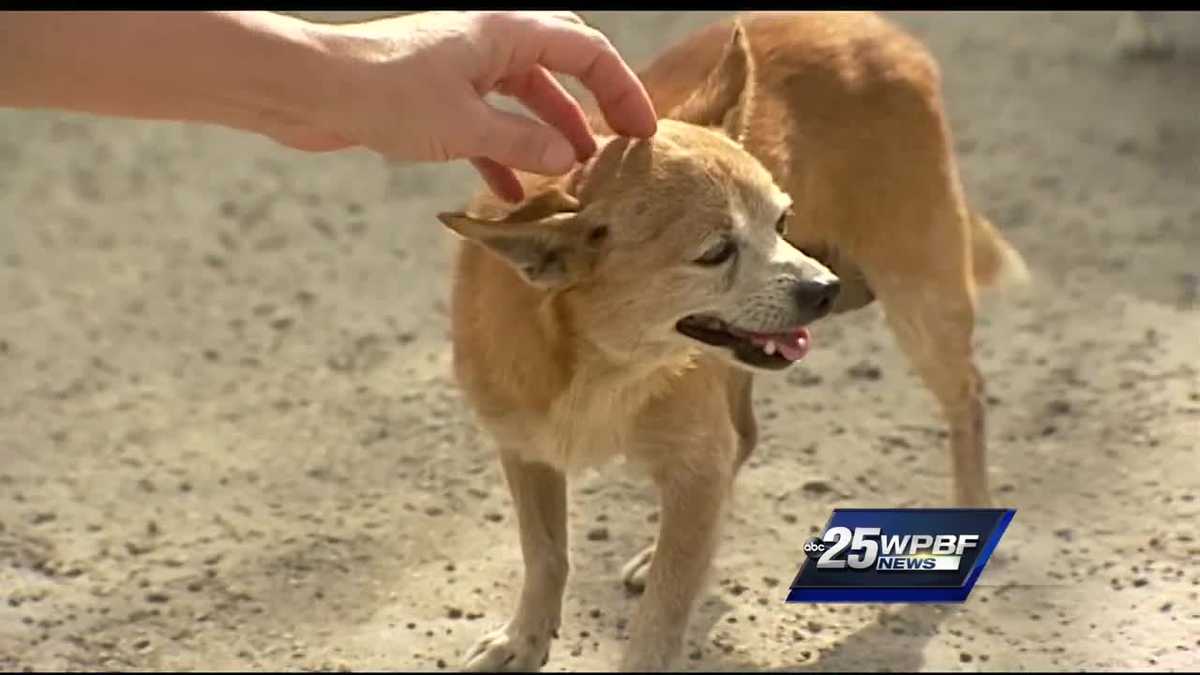 Special Report Unwanted dogs dumped in South Florida