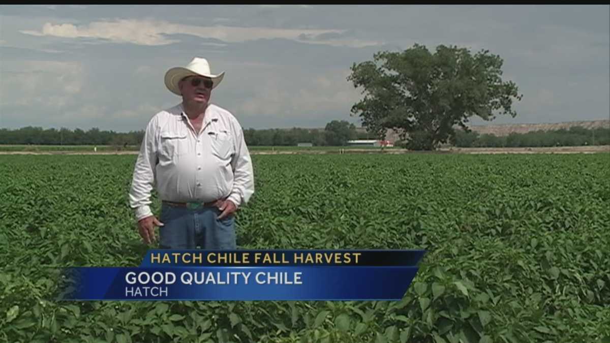 Hatch chile fall harvest Good quality chile